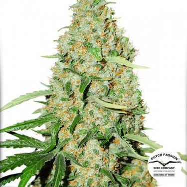 Think Fast Plante de marijuana