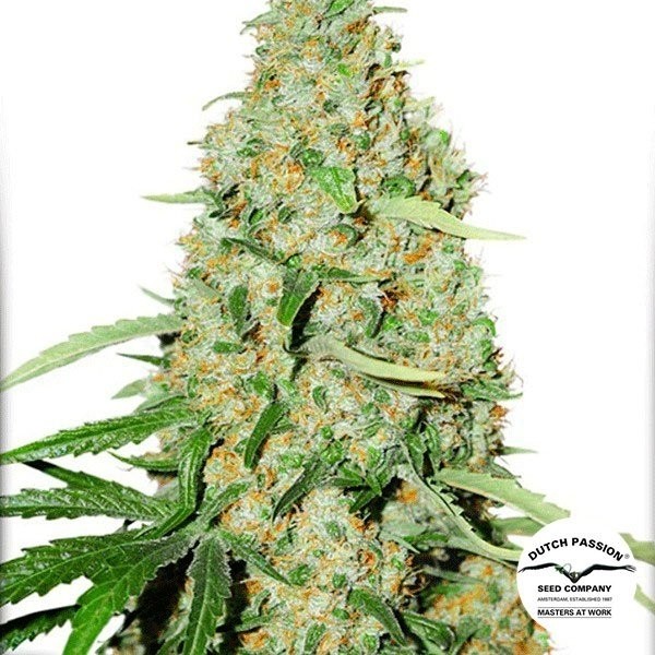 Think Fast Plante de marijuana