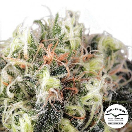 Snow Bud