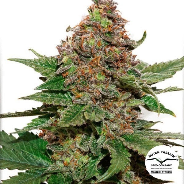 Voir Strawberry Cough
