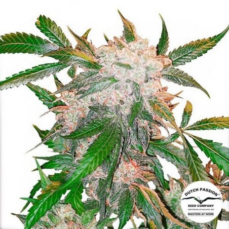 White Widow