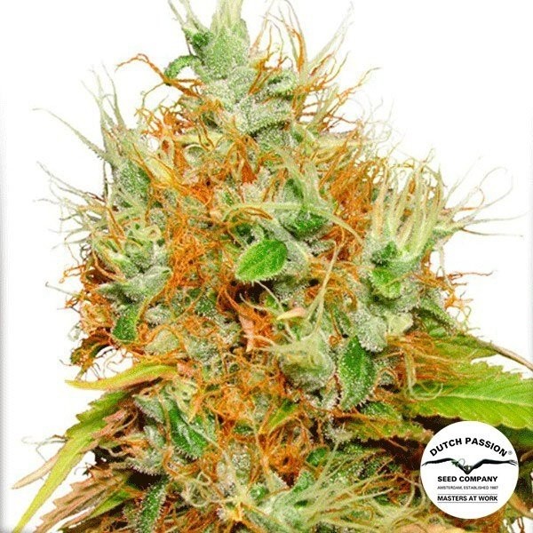 Voir Mazar Plante de marijuana