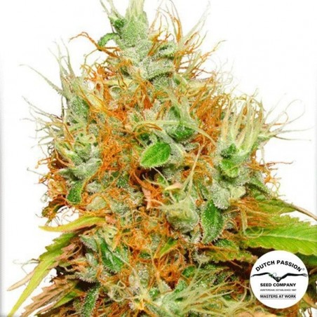 Mazar Plante de marijuana