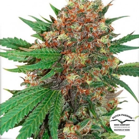 Master Kush