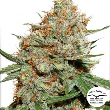 Skunk 11 Plante de marijuana