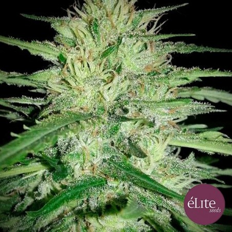Plante de marijuana "Juanita La Lagrimosa" CBD