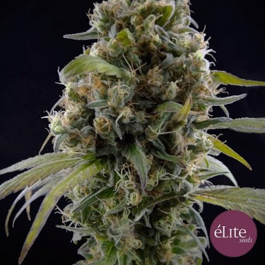 Plante de cannabis Solodiol CBD