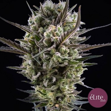 Llimonet Haze Clasica CBD Plante de marijuana