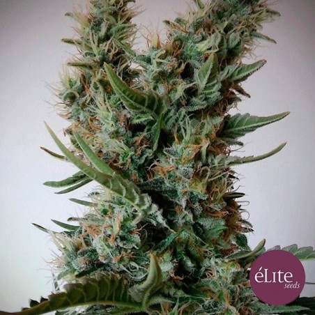 Jack Ultra CBD