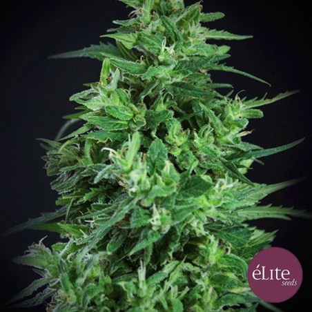 Llimones Haze Ultra CBD