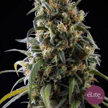 La Rica Clasica CBD Plante de marijuana