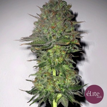 Plante de marijuana Meganuska