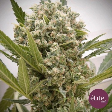 Le Katana Plante de marijuana