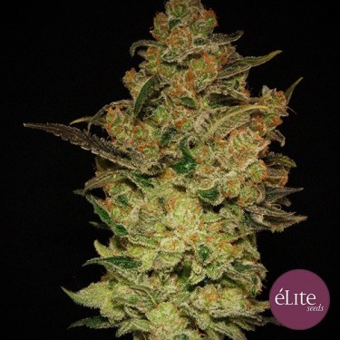 Plante de marijuana Caprichosa Thai