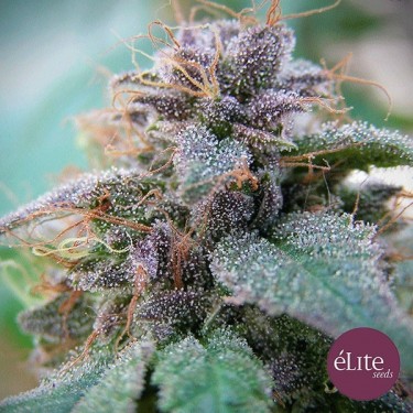 Plante de marijuana Blue Elite Indica
