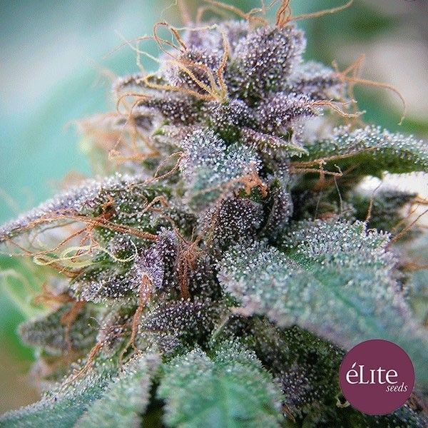 Voir Plante de marijuana Blue Elite Indica
