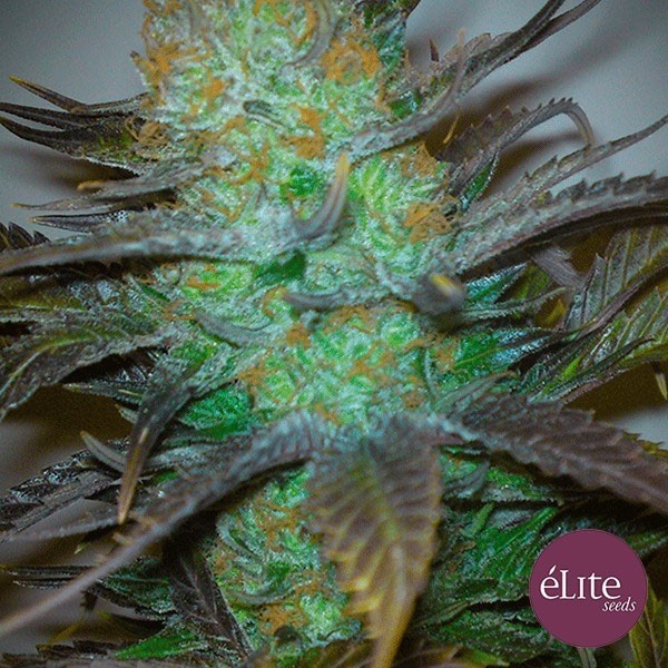 Plante de marijuana Black Hole