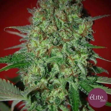 Plante de marijuana Bestial Skunk