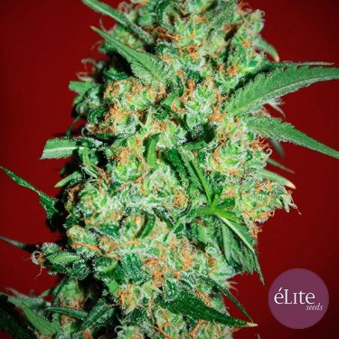 Plante de marijuana Banana Joint