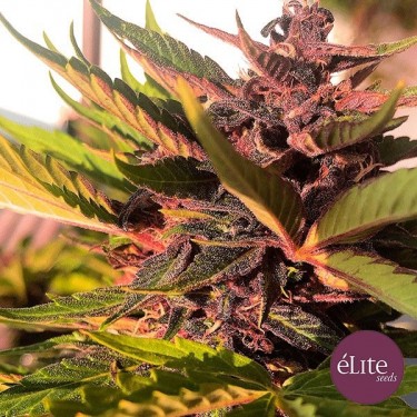 Plante de cannabis Dark Rose Auto CBD