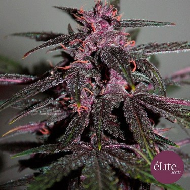 Plante de cannabis Purplediol Auto CBD