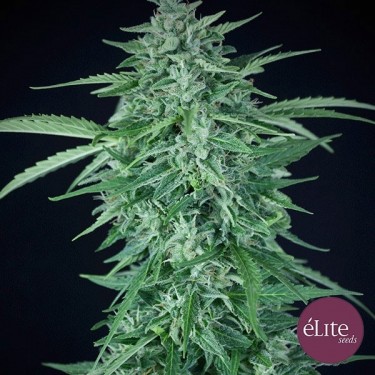 Llimonet Haze Auto CBD Plante de marijuana