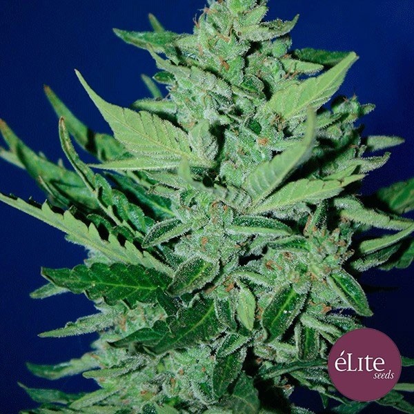 Voir Plante de marijuana Goliat Auto