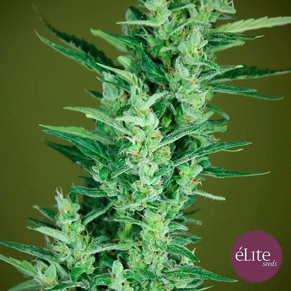 Plante de marijuana Elite 47 Auto