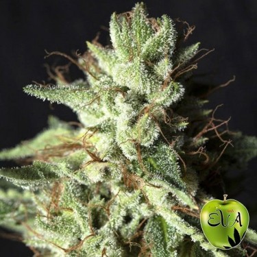 Plante de cannabis Gorilla Candy