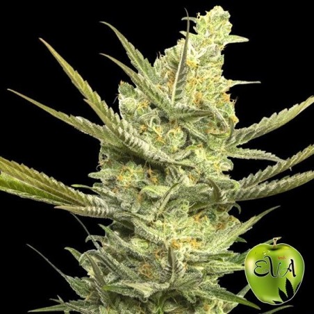 Gipsy Haze Plante de marijuana
