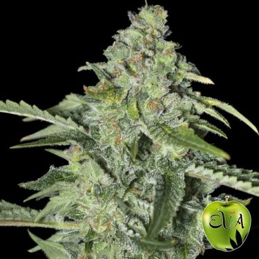 TNT Kush CDB de Eva Seeds féminisée - Grow Barato