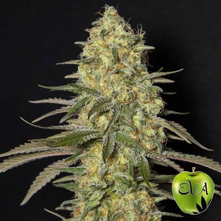 Plante de marijuana