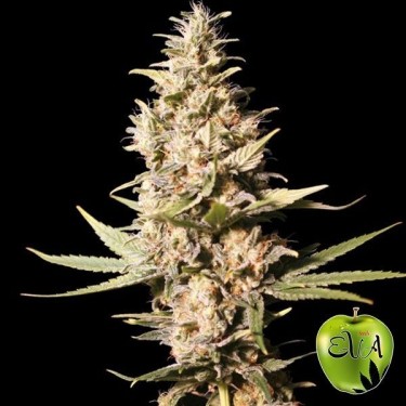 Missing in Barcelon d'Eva Seeds féminisée - Grow Barato