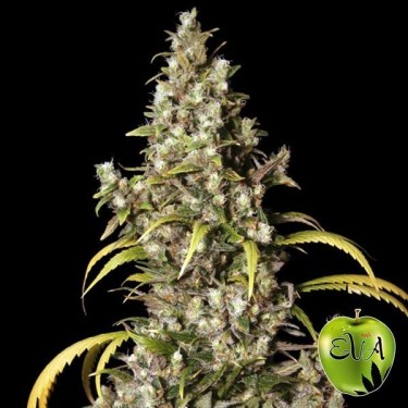 Plante de cannabis Monster