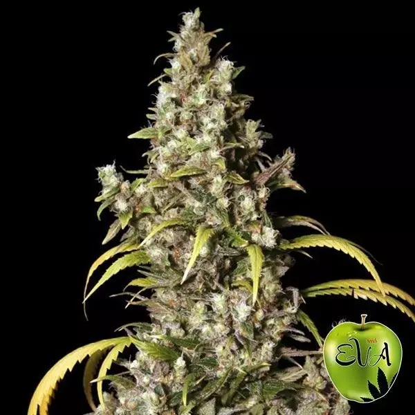 Voir Plante de cannabis Monster