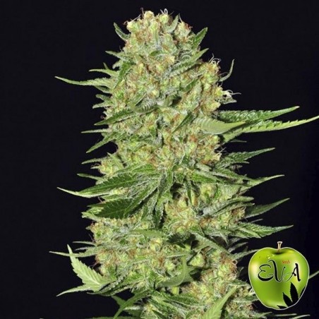 Plante de cannabis Veneno