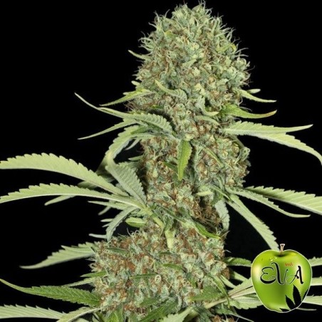 Plante de cannabis Jamaican Dream