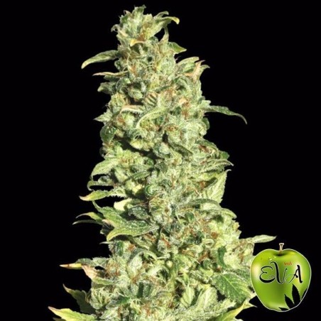 High Level Plante de cannabis