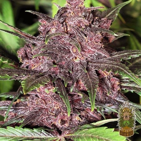 Black Haze Auto Plante de marijuana