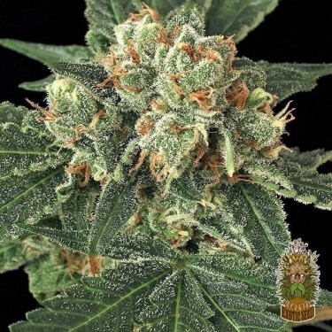 Blue Monkey d'Exotic Seeds 100 % féminisée - Grow Barato
