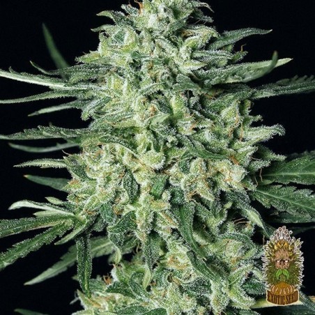Quick Mass Plante de marijuana