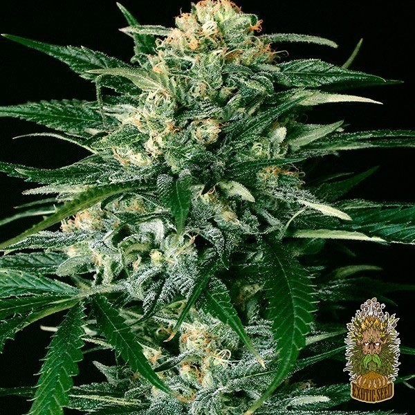 Voir Gipsy Widow Plante de marijuana