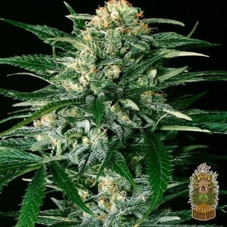 Gipsy Widow Plante de marijuana
