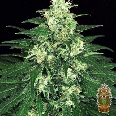 Plante de marijuana Lemon Candy