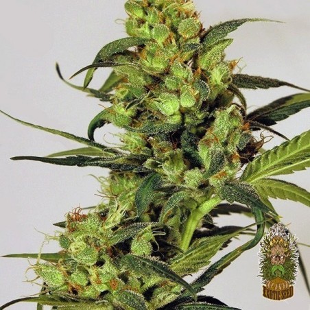 Spicy Bitch Plante de marijuana