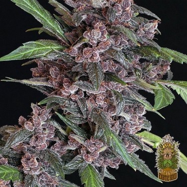 Plante de cannabis Black Lemon Auto