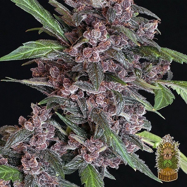 Voir Plante de cannabis Black Lemon Auto