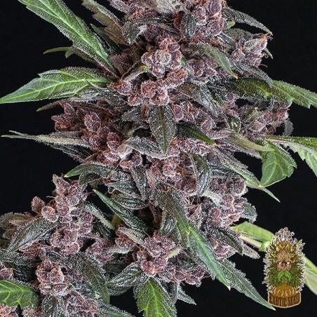 Plante de cannabis Black Lemon Auto