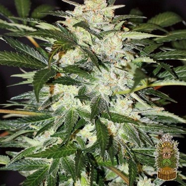 Monster Mash Auto Plante de marijuana
