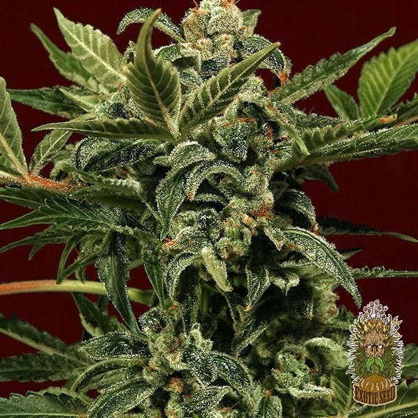 Voir Russian Automatic Plante de marijuana